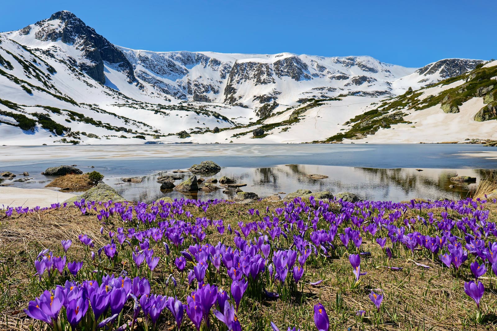 Crocuses in bloom beside a frozen lake in the Rila Mountains, Bulgaria