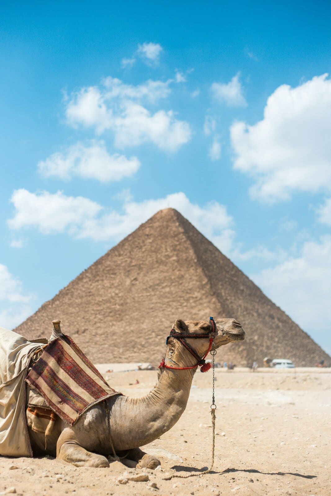 A camel resting in front of the Great Pyramid of Giza near Cairo, Egypt