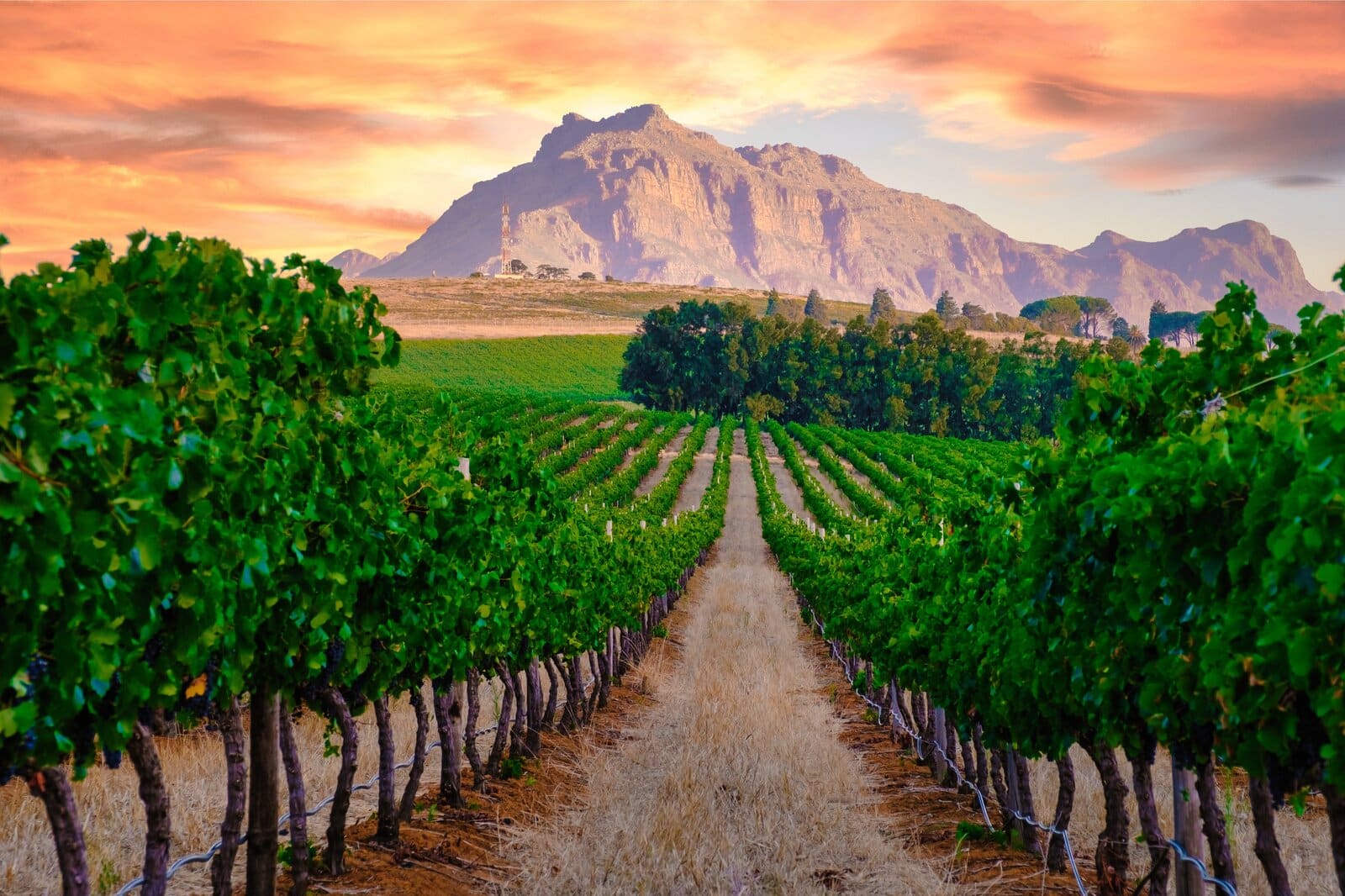 Vineyards below the mountains in the Stellenbosch winelands, South Africa