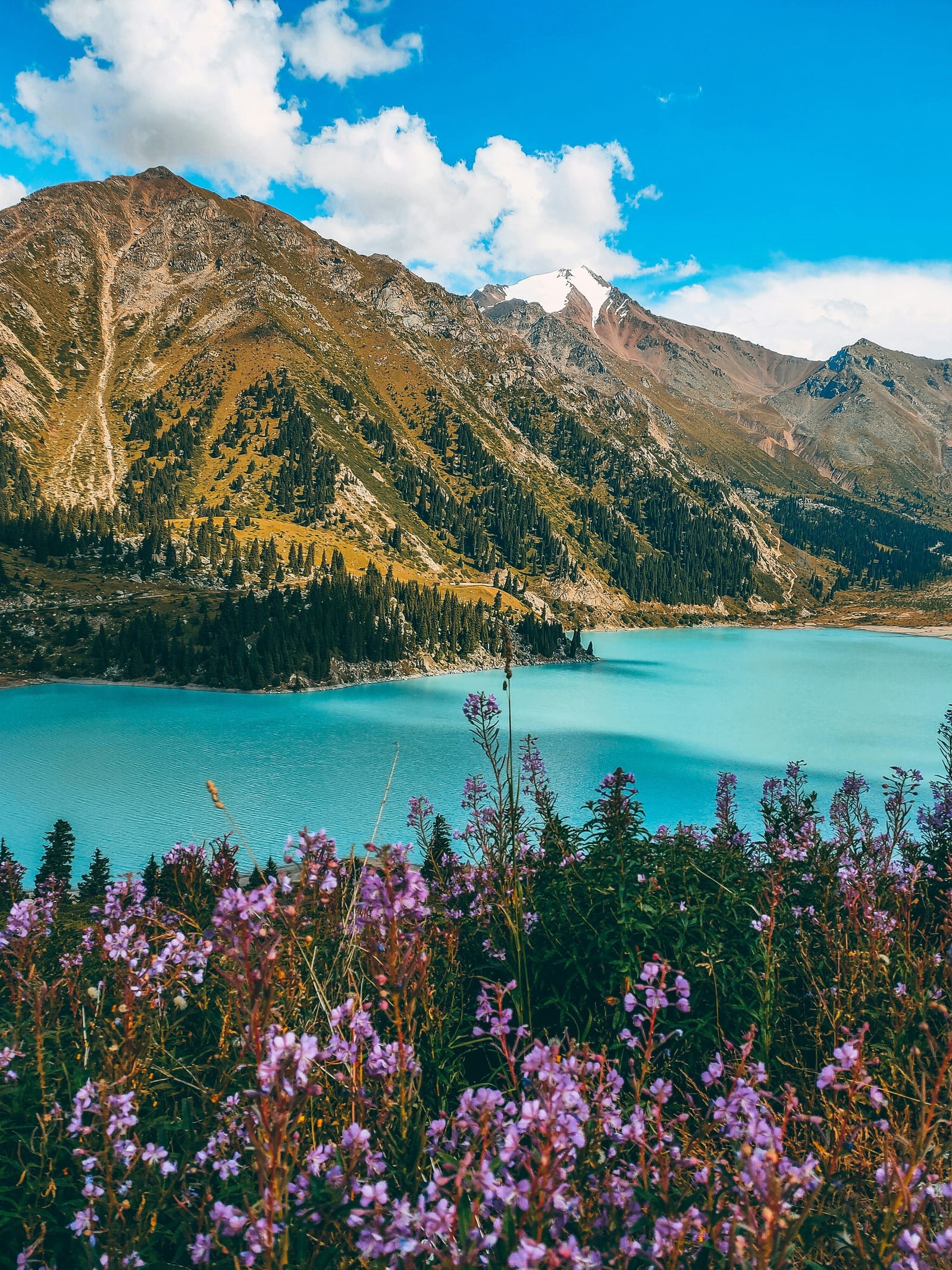 Wildflowers beside Big Almaty Lake in the mountains of Kazakhstan