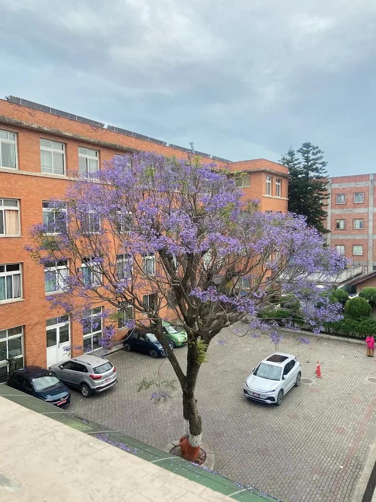A campus building at the Patan Academy of Health Sciences with a jacaranda tree