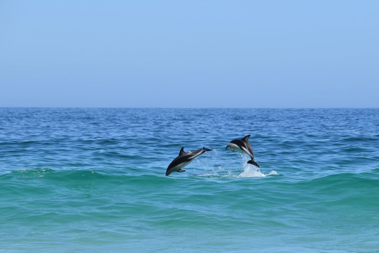 Dolphins leaping off the Western Cape coast near Cape Town — regional coastal wildlife, not the campus