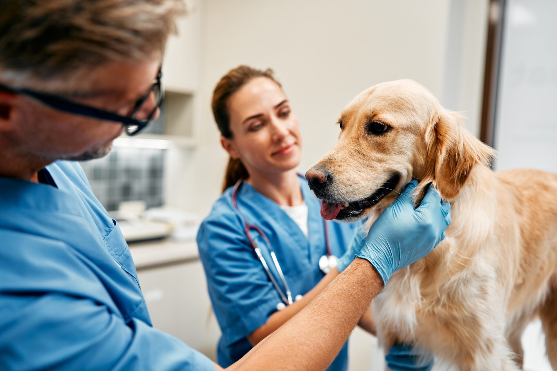 How to become a veterinary doctor, private veterinary clinics