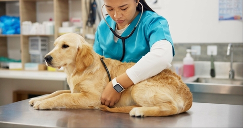 Companion animal veterinarians